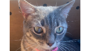 Lost Pet: Rizzo