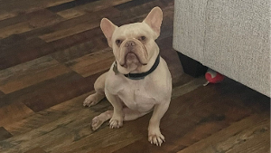 Lost Pet: Kendo