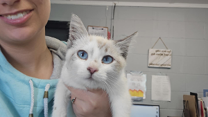Lost Pet: Ash
