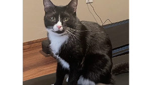 Lost Pet: Blitz