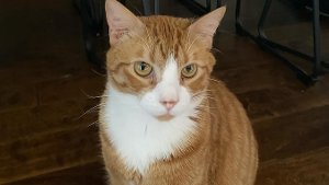 Lost Pet: Scratch