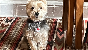 Lost Pet: Jesse Berger Levy