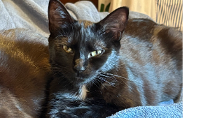 Lost Pet: Kiera Cassidy