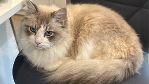 Lost Pet: Hellebore