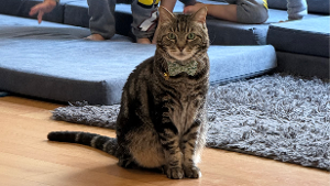 Lost Pet: Crook