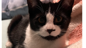 Lost Pet: Orion
