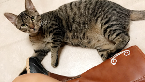 Lost Pet: Anderson