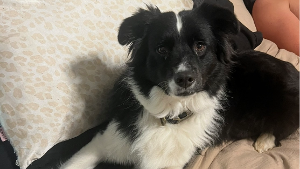 Lost Pet: Piper