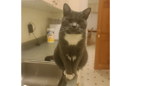 Lost Pet: Bug
