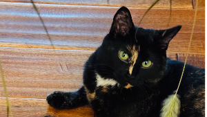 Lost Pet: Beetle