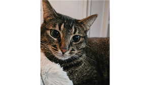 Lost Pet: Judy