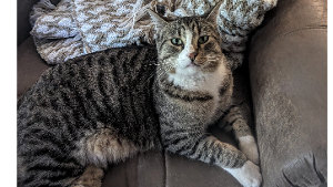 Lost Pet: Boots