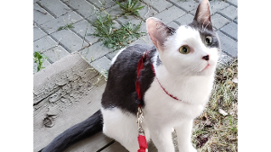 Lost Pet: Hannibal