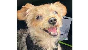 Lost Pet: BAXTER WILDER