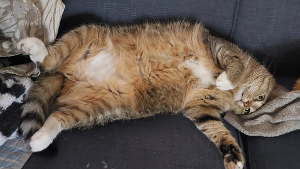 Lost Pet: Jazz Homer Jones