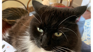 Lost Pet: Bowdie