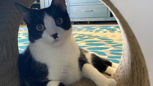 Lost Pet: Oreo