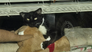 Lost Pet: Donnie