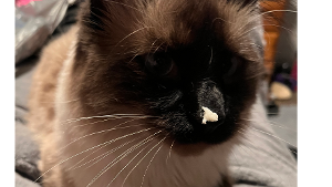 Lost Pet: Gizmo