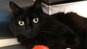 Lost Pet: Ember