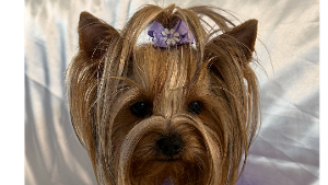Lost Pet: Chanti