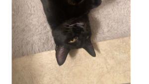 Lost Pet: Shade