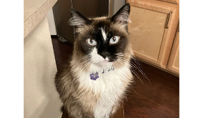 Lost Pet: Melody Joy