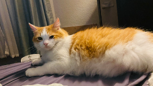 Lost Pet: Bubba