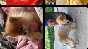 Lost Pet: Foxie