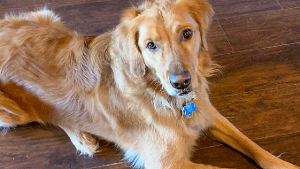 Lost Pet: Jackson