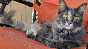 Lost Pet: Syren