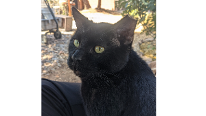Lost Pet: Gato