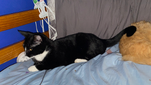 Lost Pet: Tuxedio Pauline