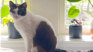 Lost Pet: SMOKEY