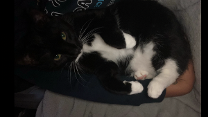 Lost Pet: Poe