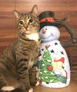 Lost Pet: Chikita