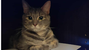 Lost Pet: Samus