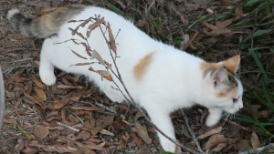 Lost Pet: Princess