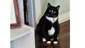 Lost Pet: Pete