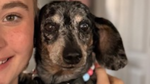 Lost Pet: Daisy