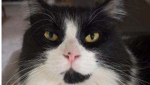 Lost Pet: Figaro