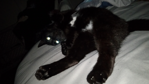 Lost Pet: Rhea