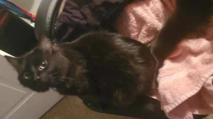 Lost Pet: Bianca