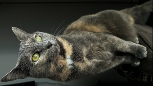 Lost Pet: Tortiller