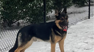 Lost Pet: Diesel