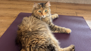 Lost Pet: Honey