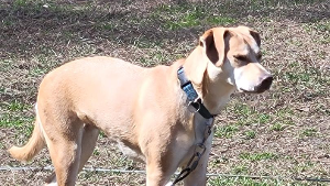 Lost Pet: Brandie