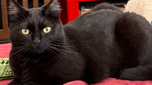 Lost Pet: Sumi