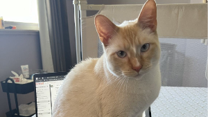 Lost Pet: Simba