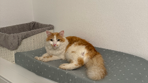 Lost Pet: Weasley